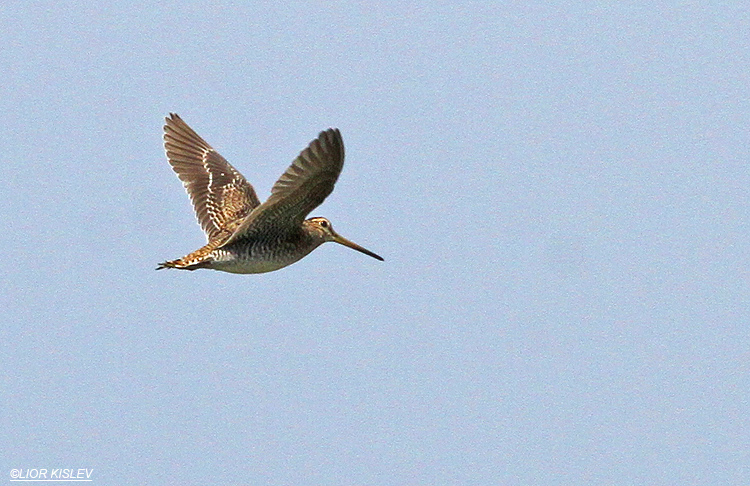 Pin-tailed Snipe  Gallinago stenura Maayan Tzvi fishponds, 15-10-13.